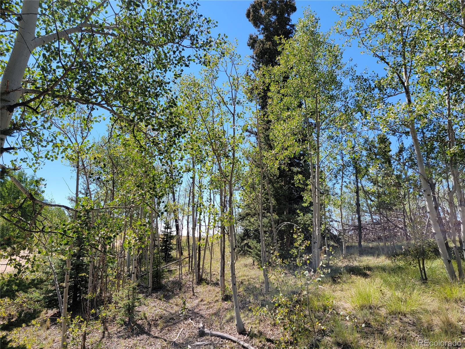 1031 Buffalo Ridge Road Como, CO 80432 - Photo 2 of 19 Gallery Image 2