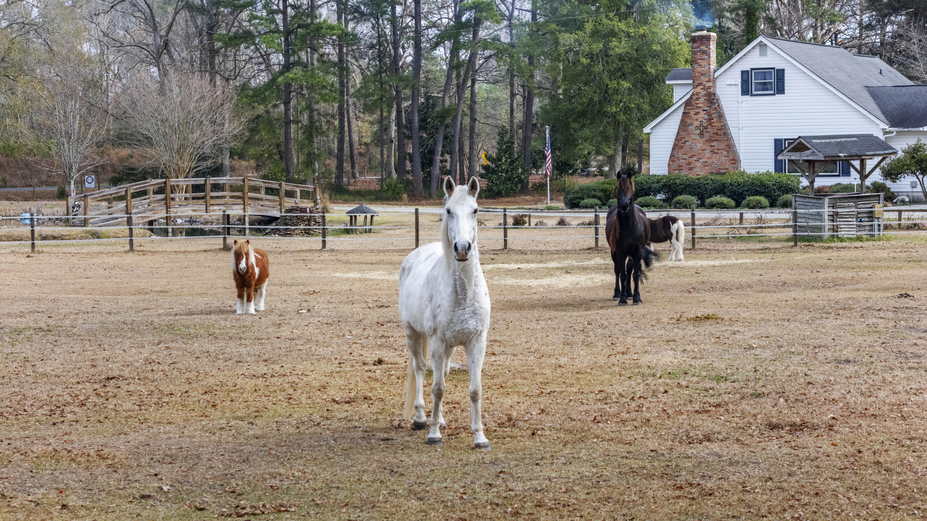 6293 Ehrhardt Road Ehrhardt, SC 29081 - Photo 6 of 58 Horses