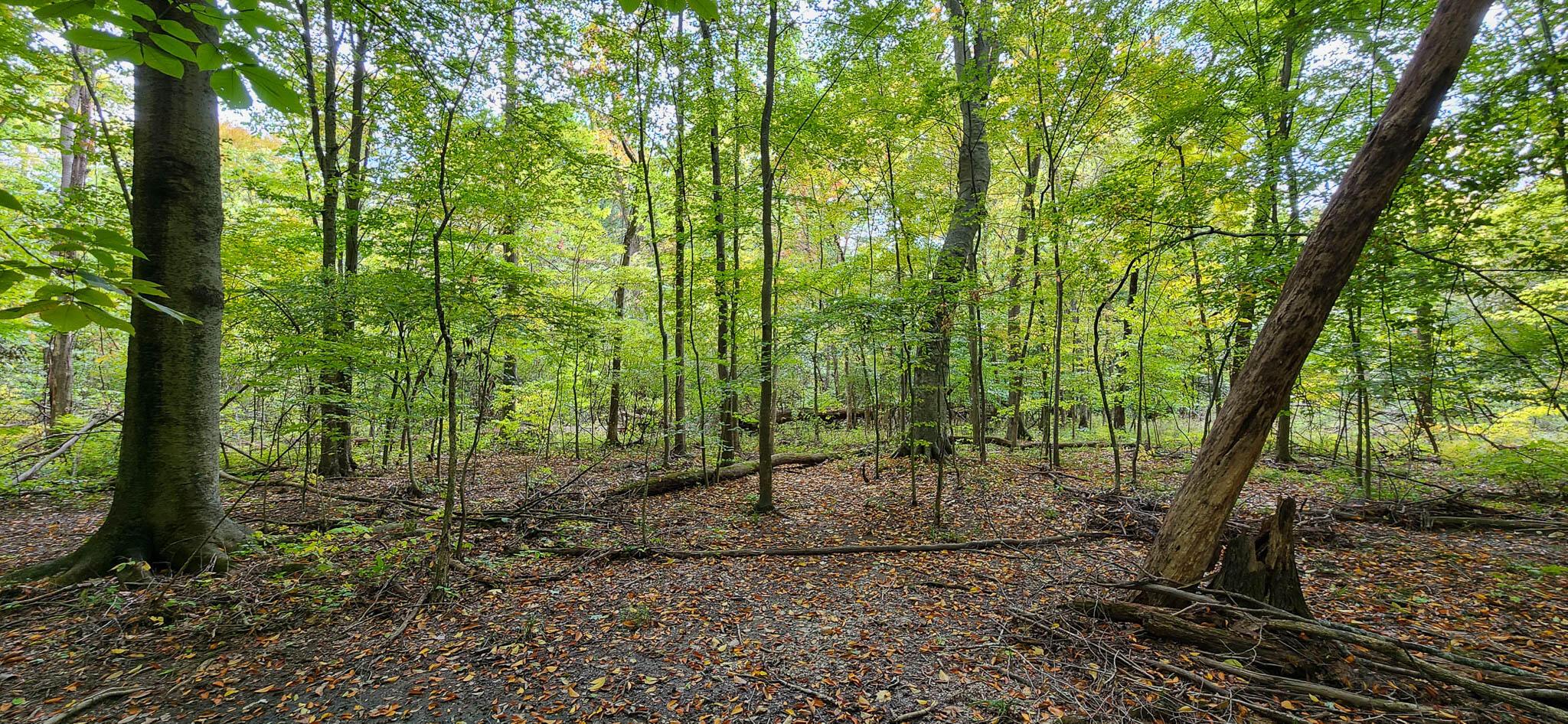 11861 Woodtown Road Galena, OH 43021 - Photo 11 of 14 20221007_145419-4