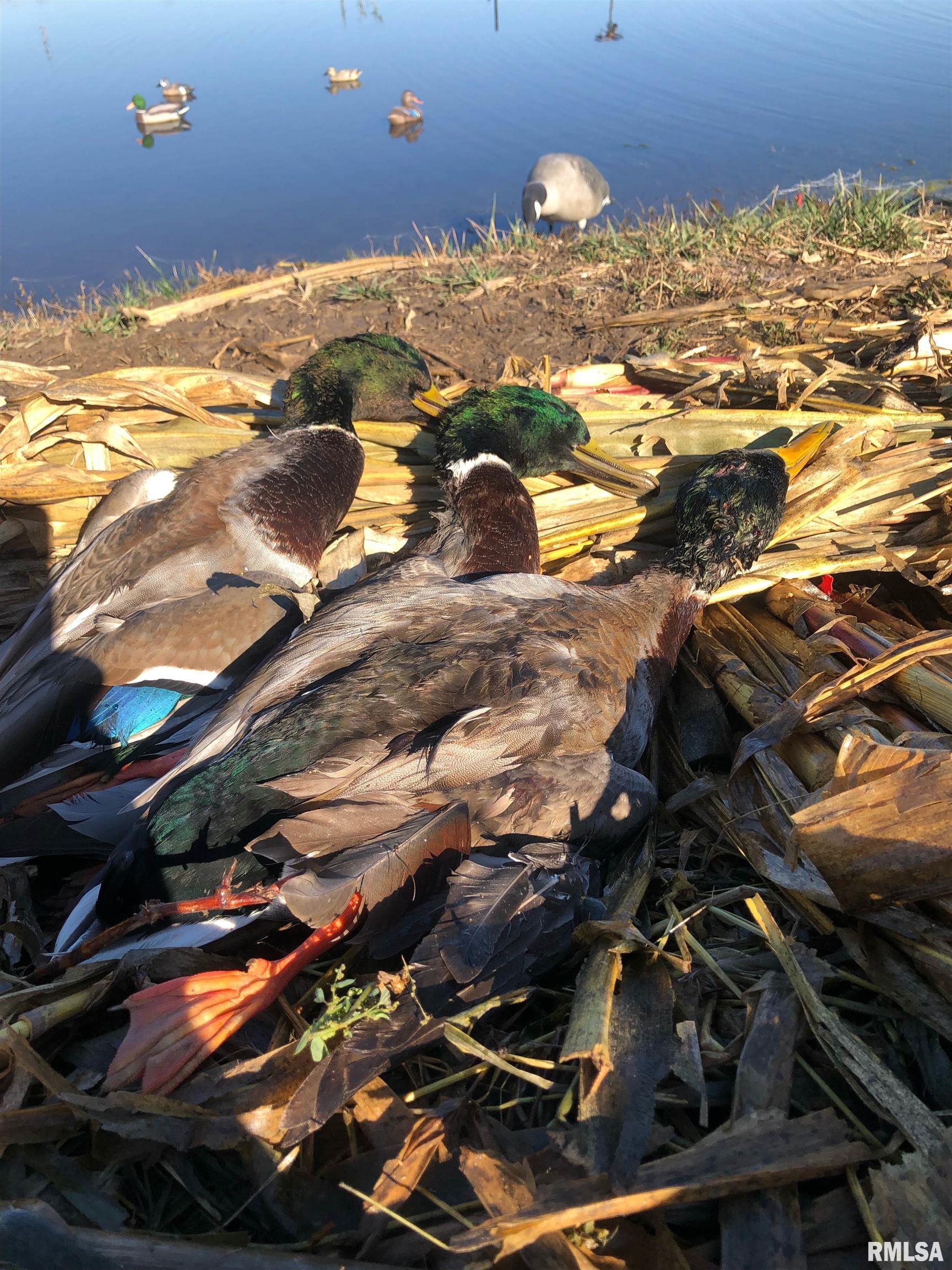 0 North Hillview-Eldred Road Carrollton, IL 62016 - Photo 29 of 63