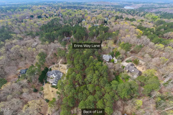 a view of a forest with a tree