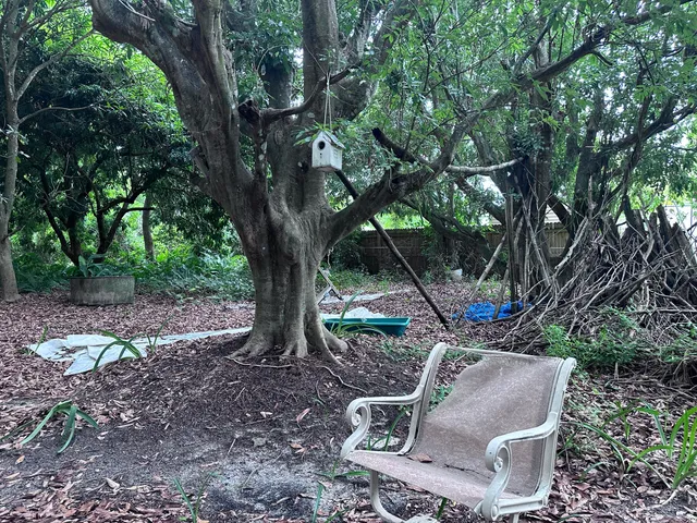 a view of backyard with a barn and a large tree