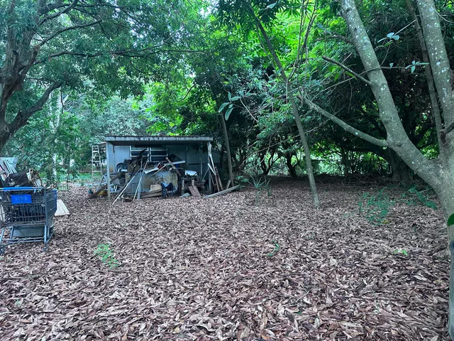 a view of a yard with lots of trees