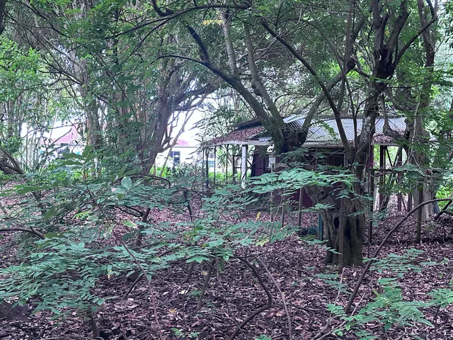 a view of a yard with plants and large trees