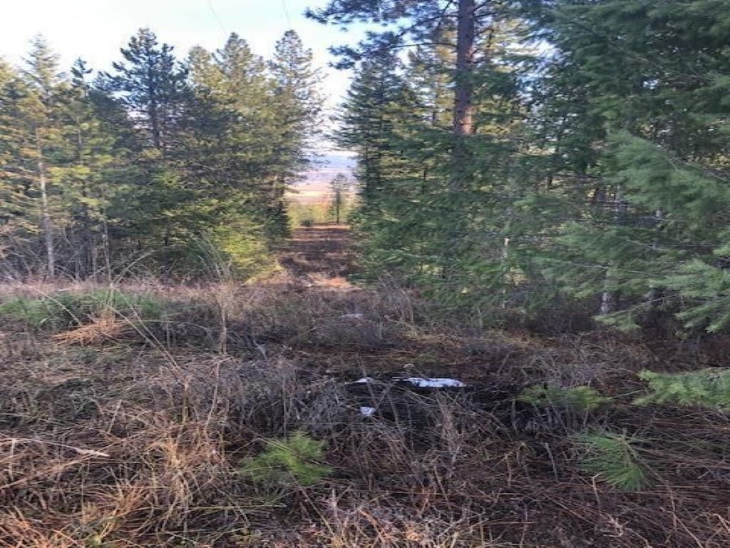 255 Corbett Creek Road Colville, WA 99114 - Photo 5 of 17