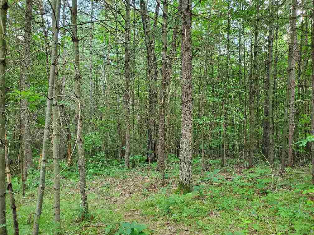Parcel G Sugar River Road Gladwin, MI 48624 - Photo 11 of 14
