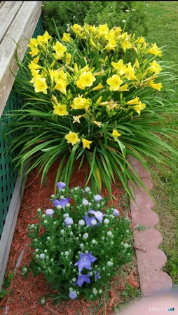 a close up of a flower in a garden
