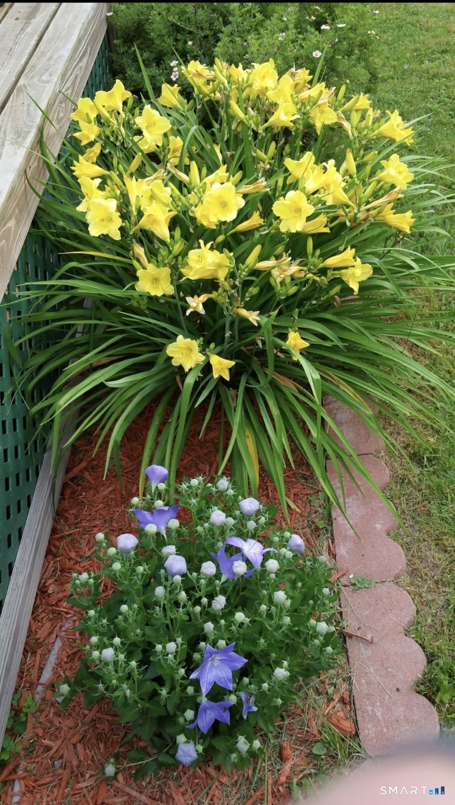 351 Platt Hill Road Winchester, CT 06098 - Photo 37 of 40 a close up of a flower in a garden