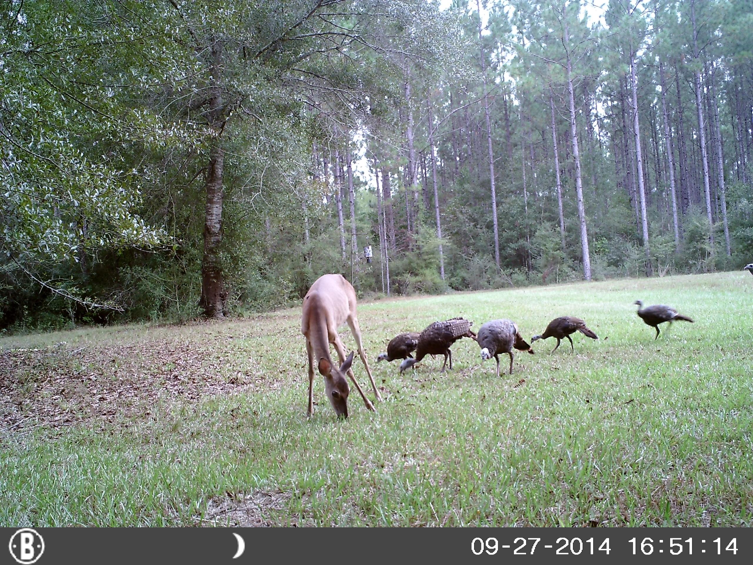 1851 Cook Road Westville, FL 32464 - Photo 7 of 8 Turkeys