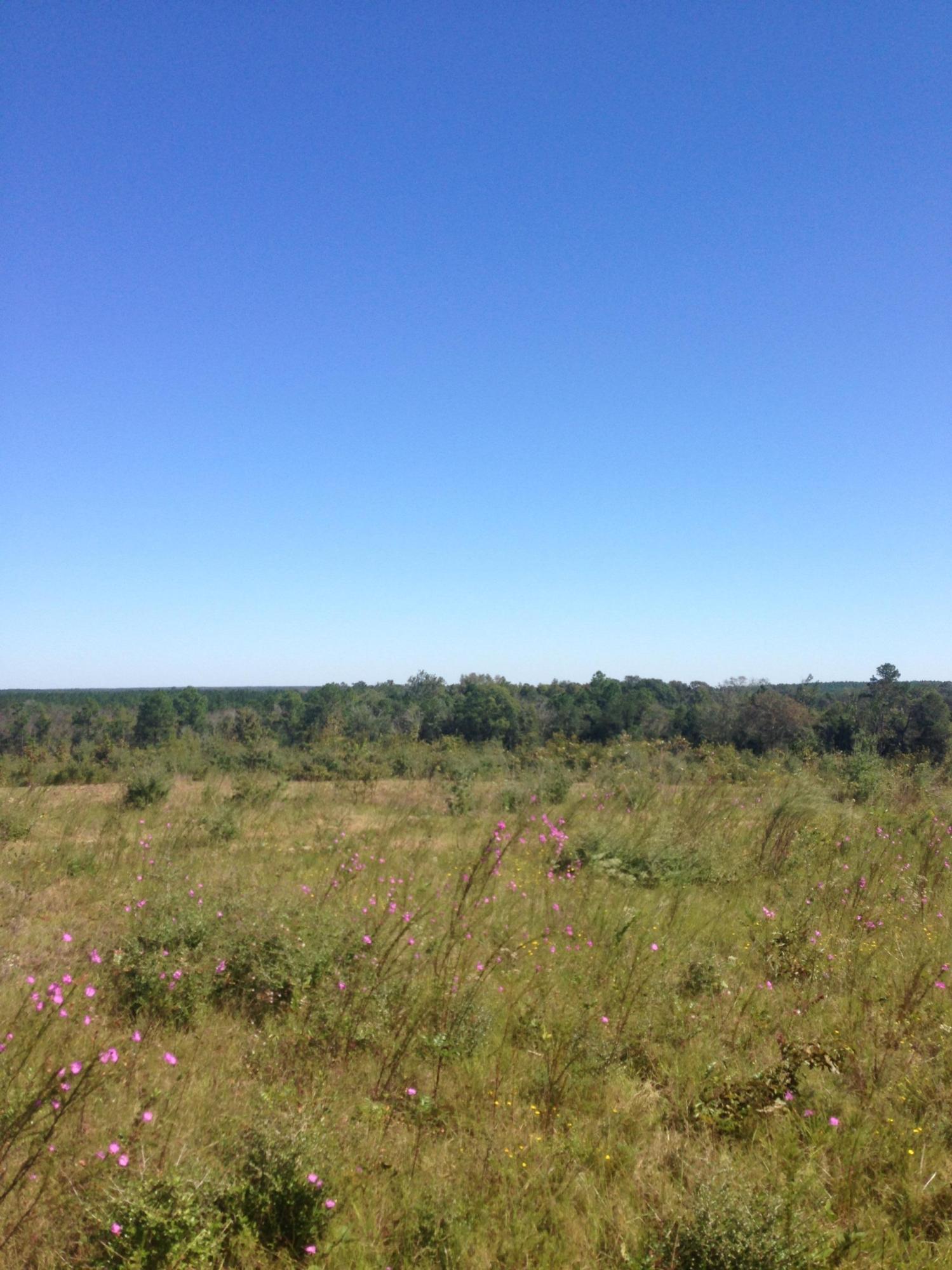 1851 Cook Road Westville, FL 32464 - Photo 8 of 8 photo (1)