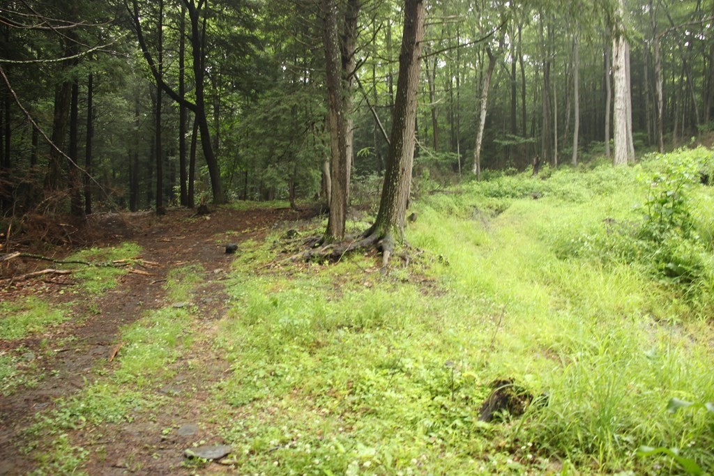 250 S Road Heath, MA 01346 - Photo 25 of 28 a view of outdoor space with trees