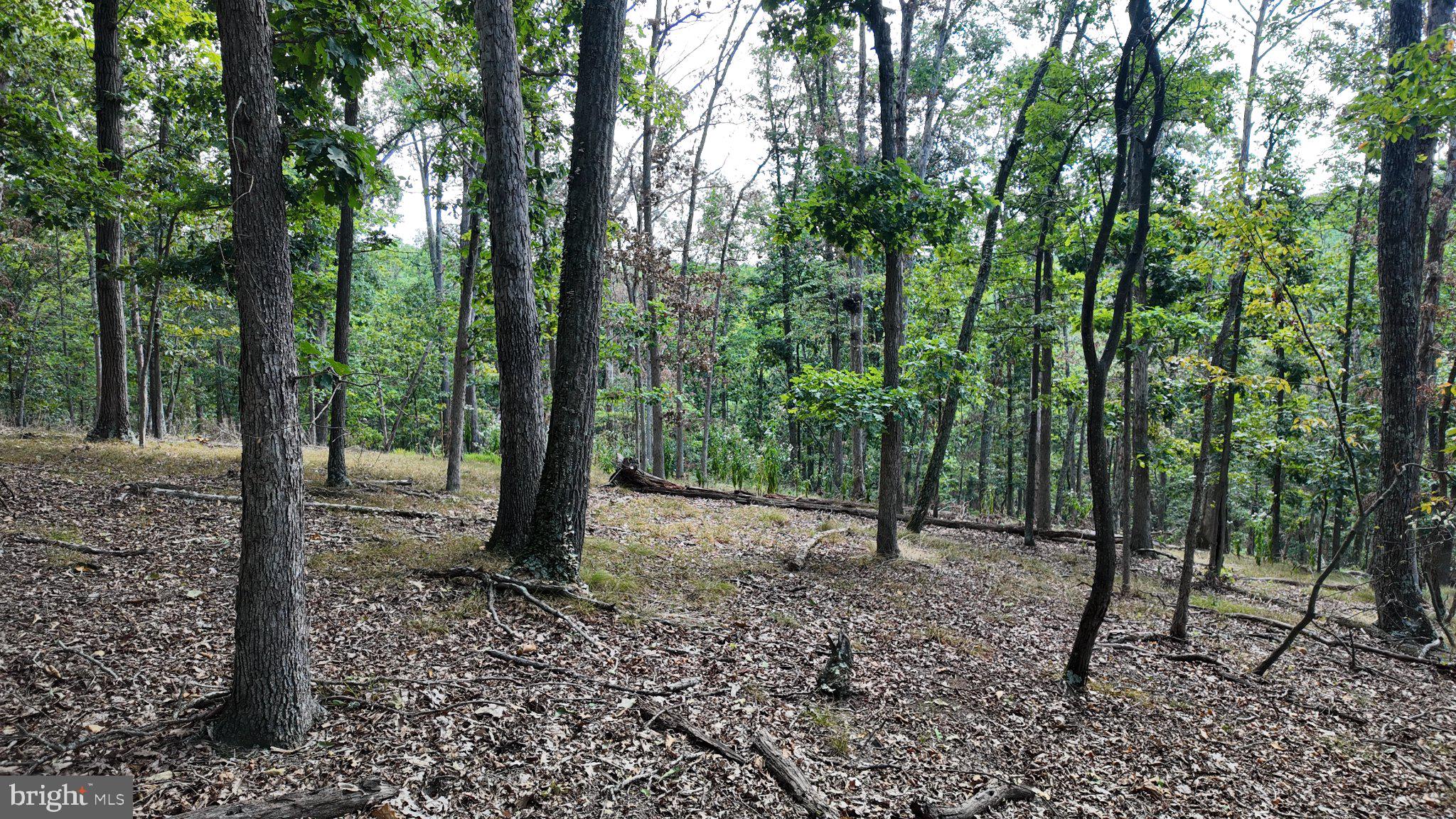 29-acres 29-acres Gaither Road Great Cacapon, WV 25422 - Photo 39 of 45 Gallery Image 39
