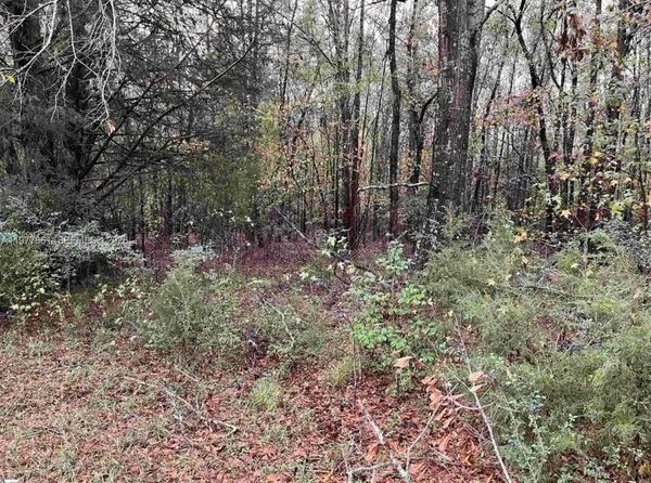 a view of a yard with plants and trees