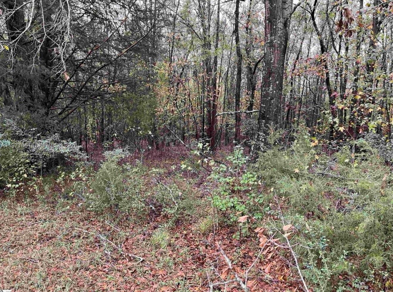 0 Evergreen Church Road Starr, SC 29684 - Photo 3 of 4 a view of a yard with plants and trees