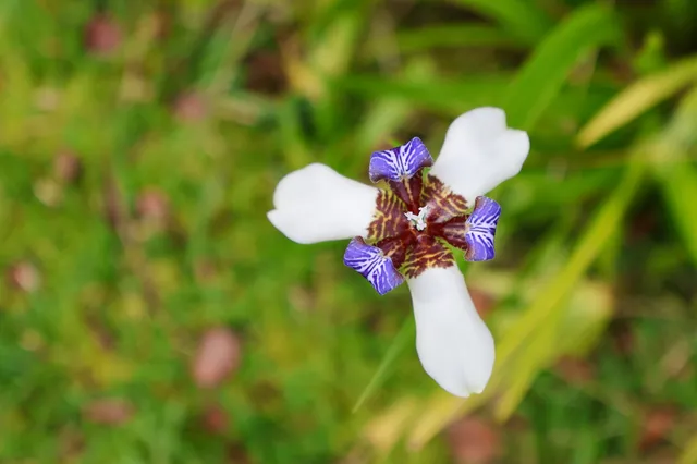 $398,000 | 11-3138 Pa Alii Street, Volcano, HI 96771