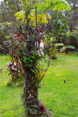 $398,000 | 11-3138 Pa Alii Street, Volcano, HI 96771