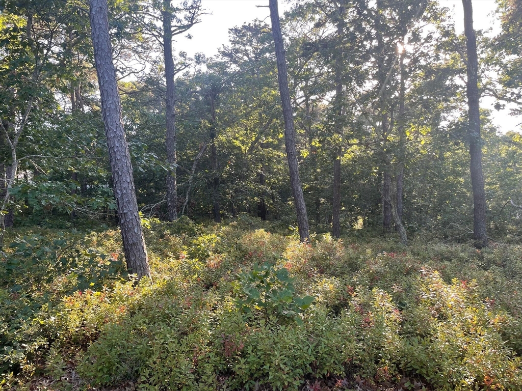 30 Sam Hollow Road Wellfleet, MA 02667 - Photo 5 of 16 a view of a forest with trees