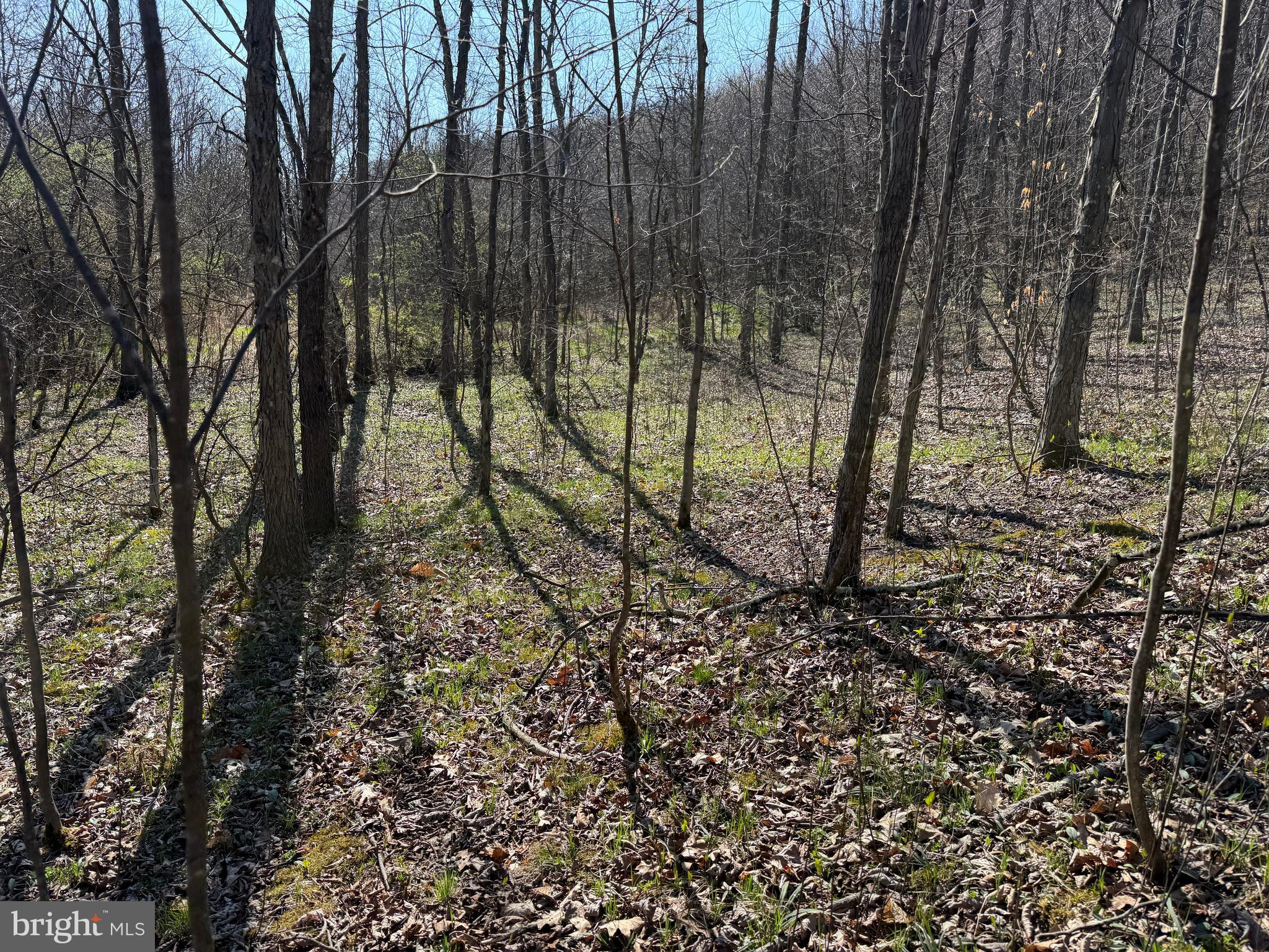 129-acres Black Hollow Road Schellsburg, PA 15559 - Photo 35 of 72 a view of a yard with a tree