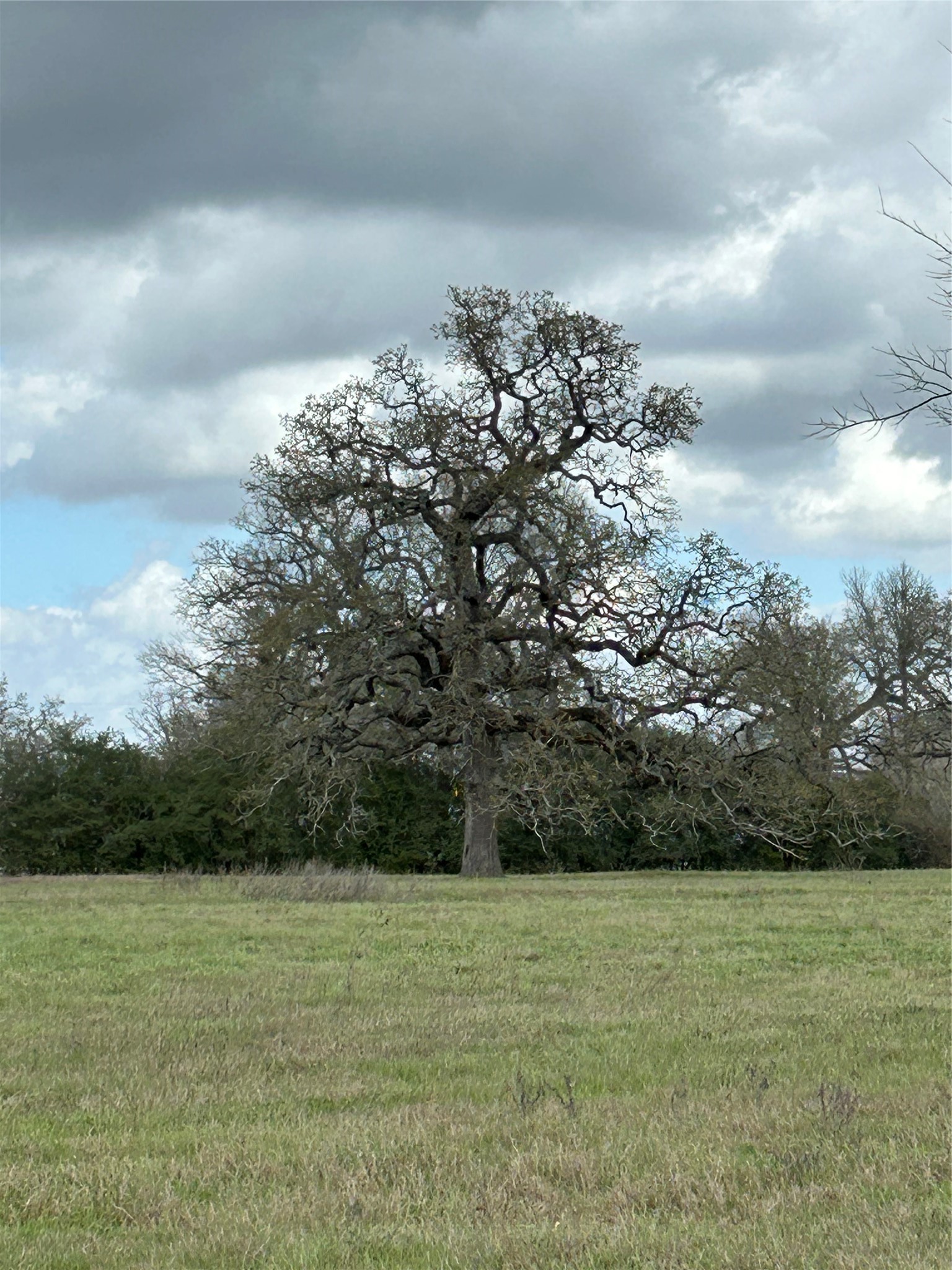 0 Fm 1736 Hempstead, TX 77445 - Photo 4 of 9