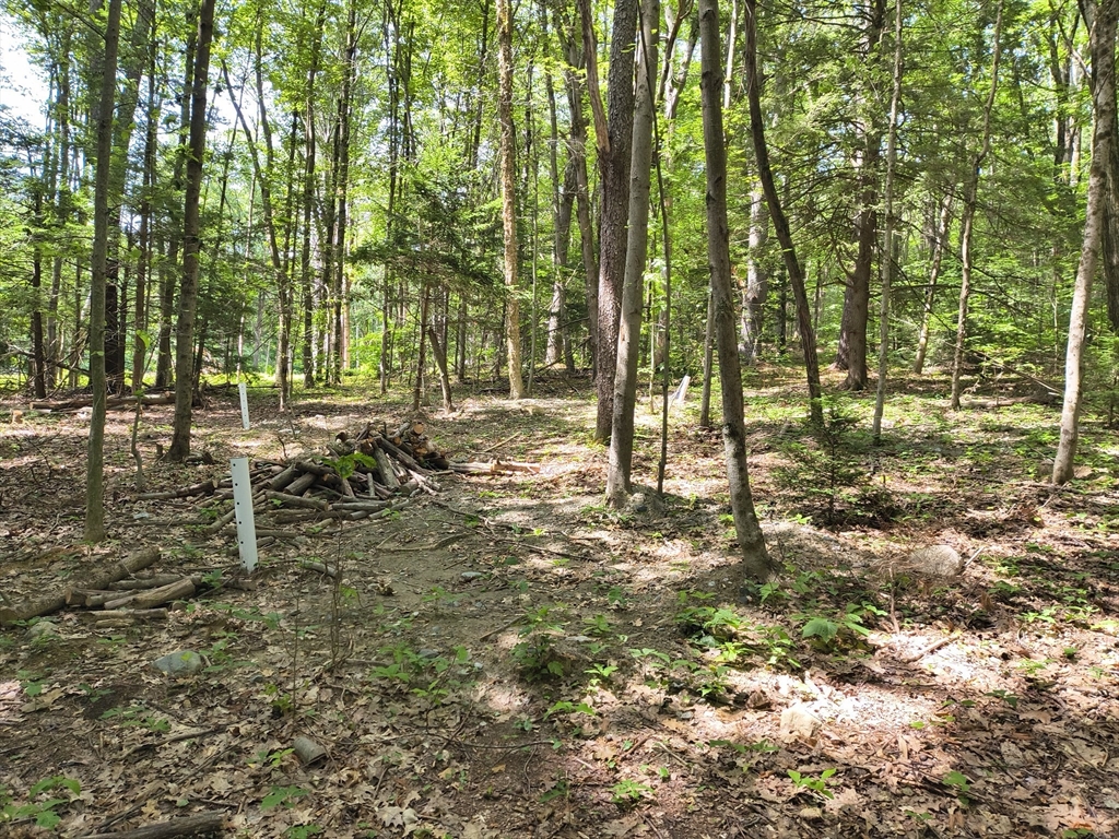 0 Round Hill Road Chester, MA 01011 - Photo 4 of 6 a view of outdoor space with lots of trees