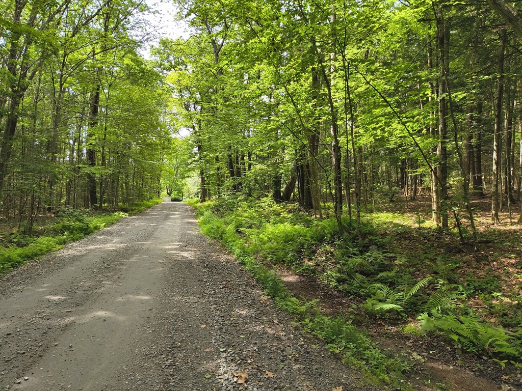 0 Round Hill Road Chester, MA 01011 - Photo 5 of 6 a view of a yard with large trees