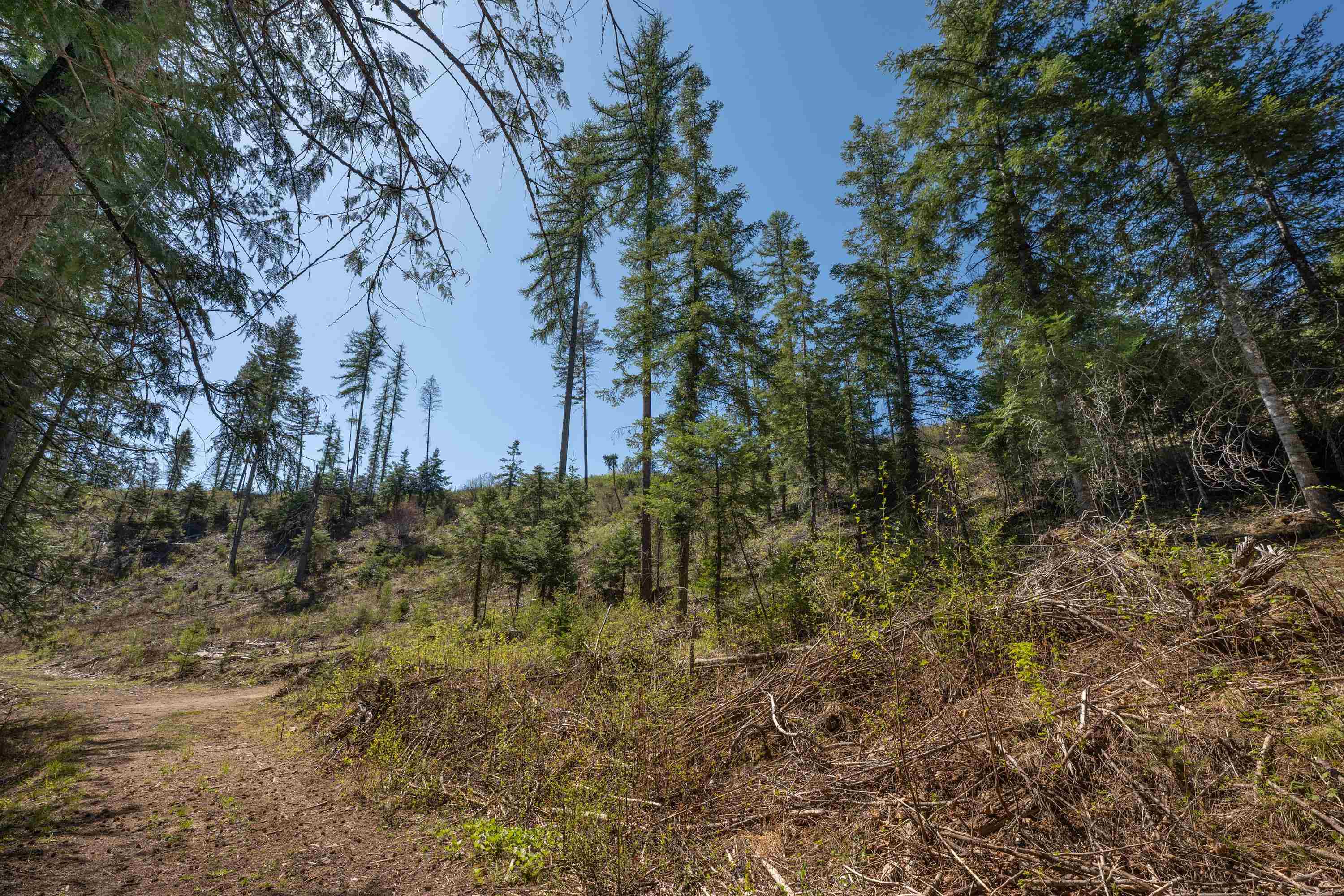 3279 Waitts Lake Road Valley, WA 99181 - Photo 4 of 18
