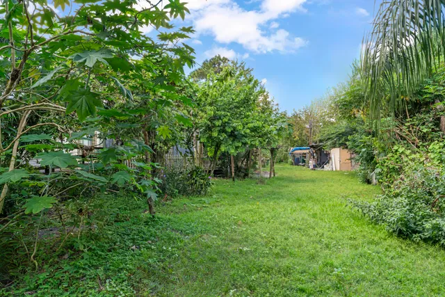 a view of a trees in a yard