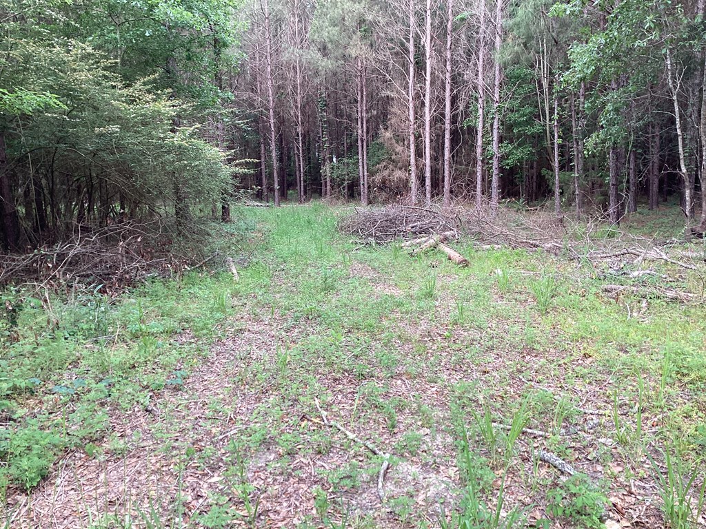 1290 Guy Branch Road Cottonwood, AL 36320 - Photo 18 of 20