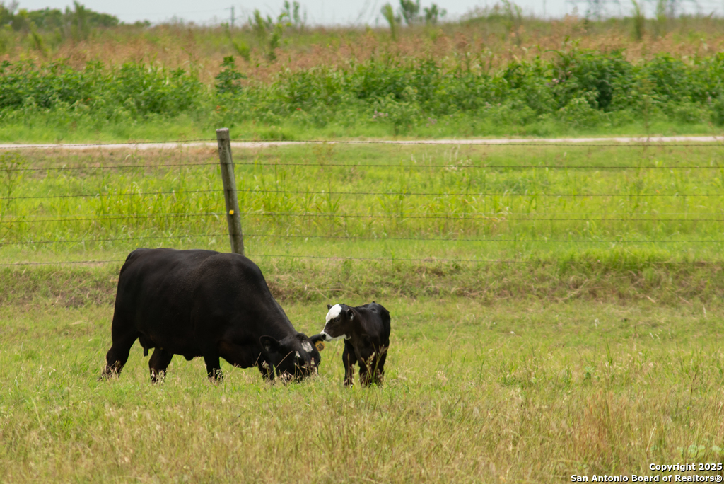 4190 Atkins Road Salado, TX 76571 - Photo 37 of 49