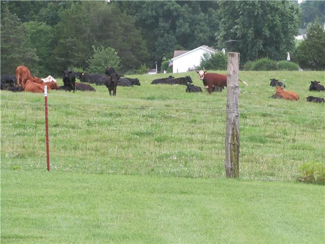 940 Steele Road Charlotte, TN 37036 - Photo 6 of 16 lush pastures