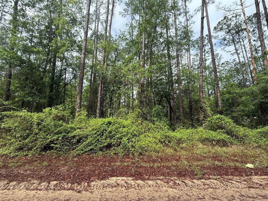 Seminole Avenue Interlachen, FL 32148 - Photo 1 of 10 a view of a forest with trees in the background