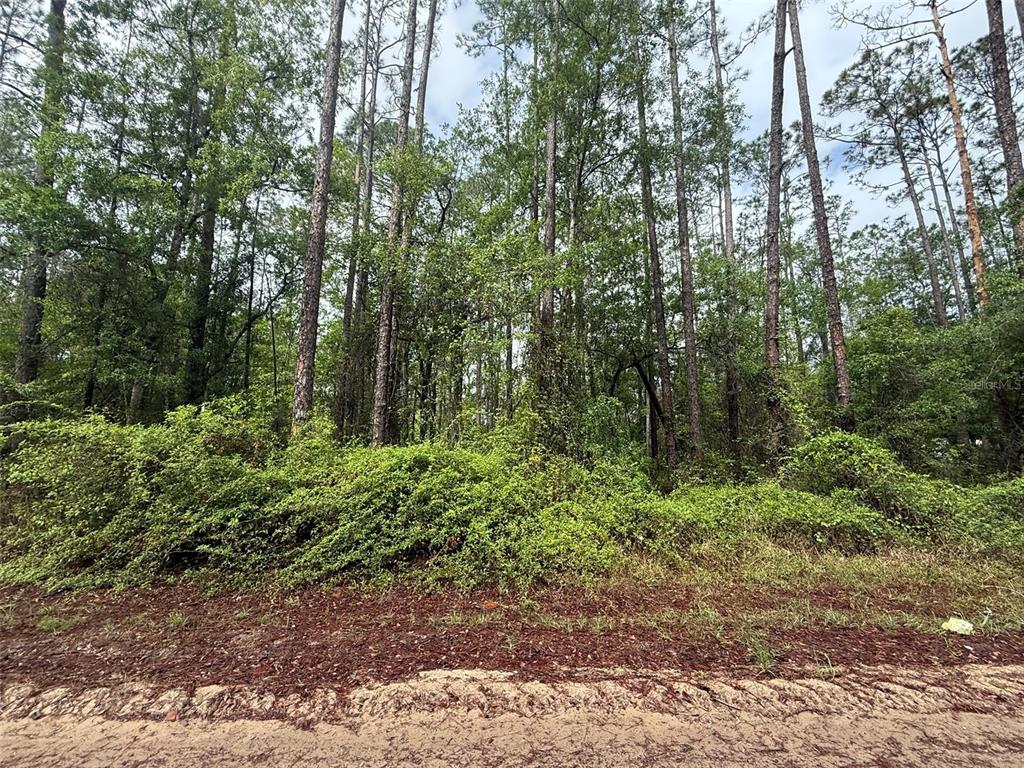 Seminole Avenue Interlachen, FL 32148 - Photo 4 of 10 a view of forest