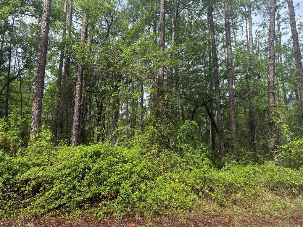 Seminole Avenue Interlachen, FL 32148 - Photo 5 of 10 a view of a lush green forest