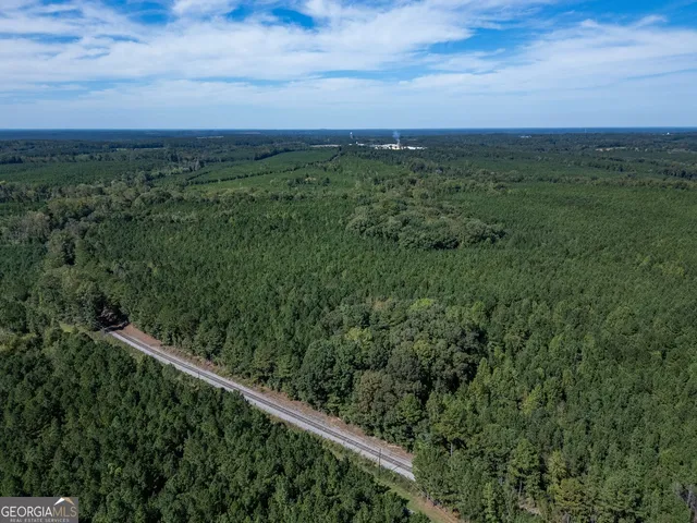 a plant that is in middle of the forest