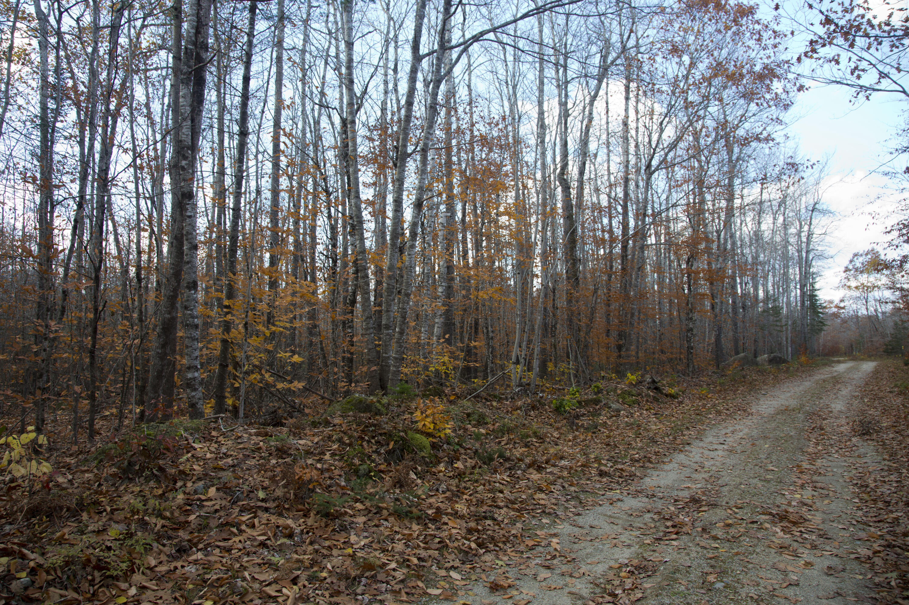 Lot 34 Lot Road Deblois, ME 04622 - Photo 5 of 12 Road Frontage