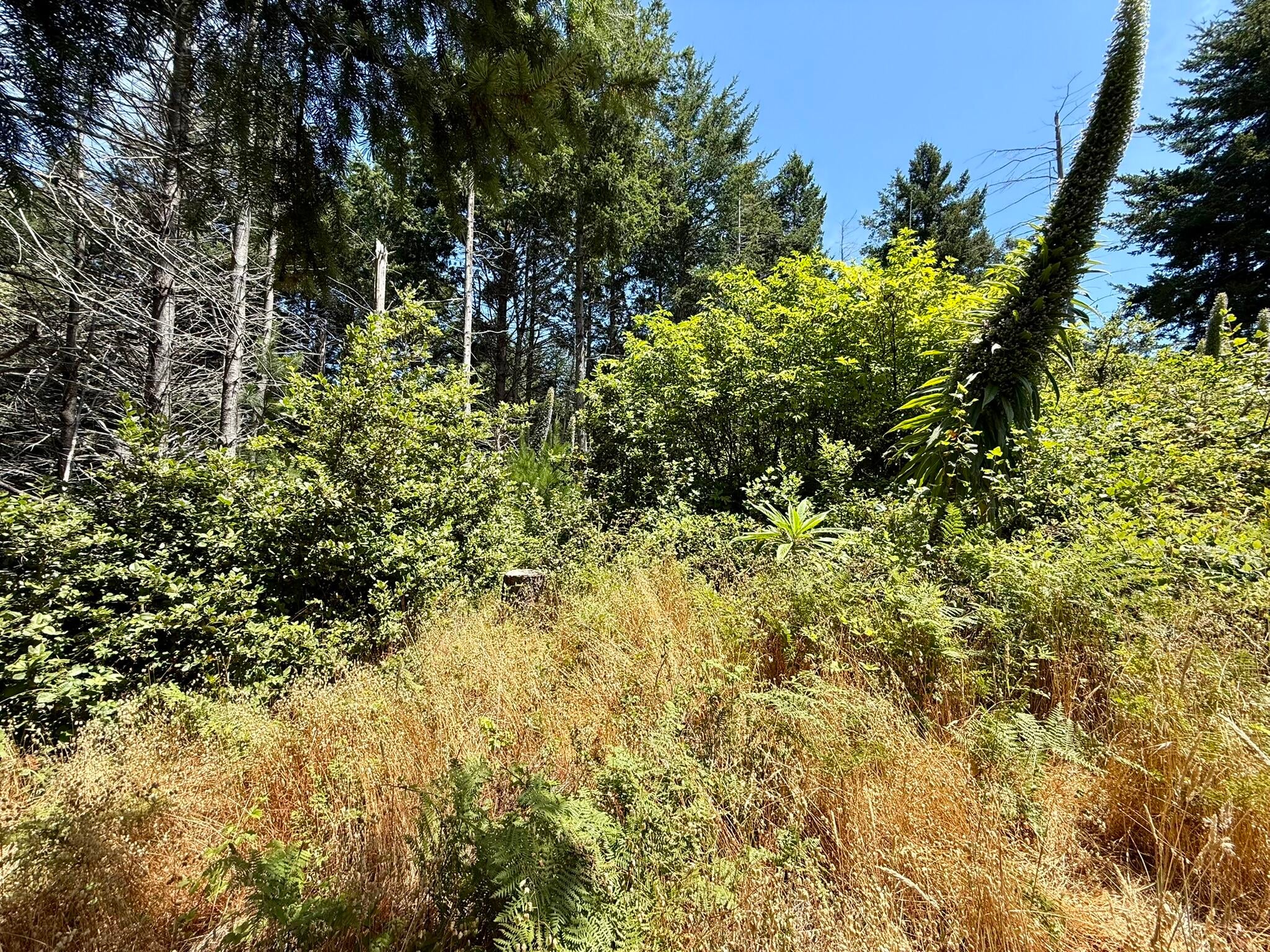 117 Ridge Road Whitethorn, CA 95589 - Photo 10 of 26 Gallery Image 10