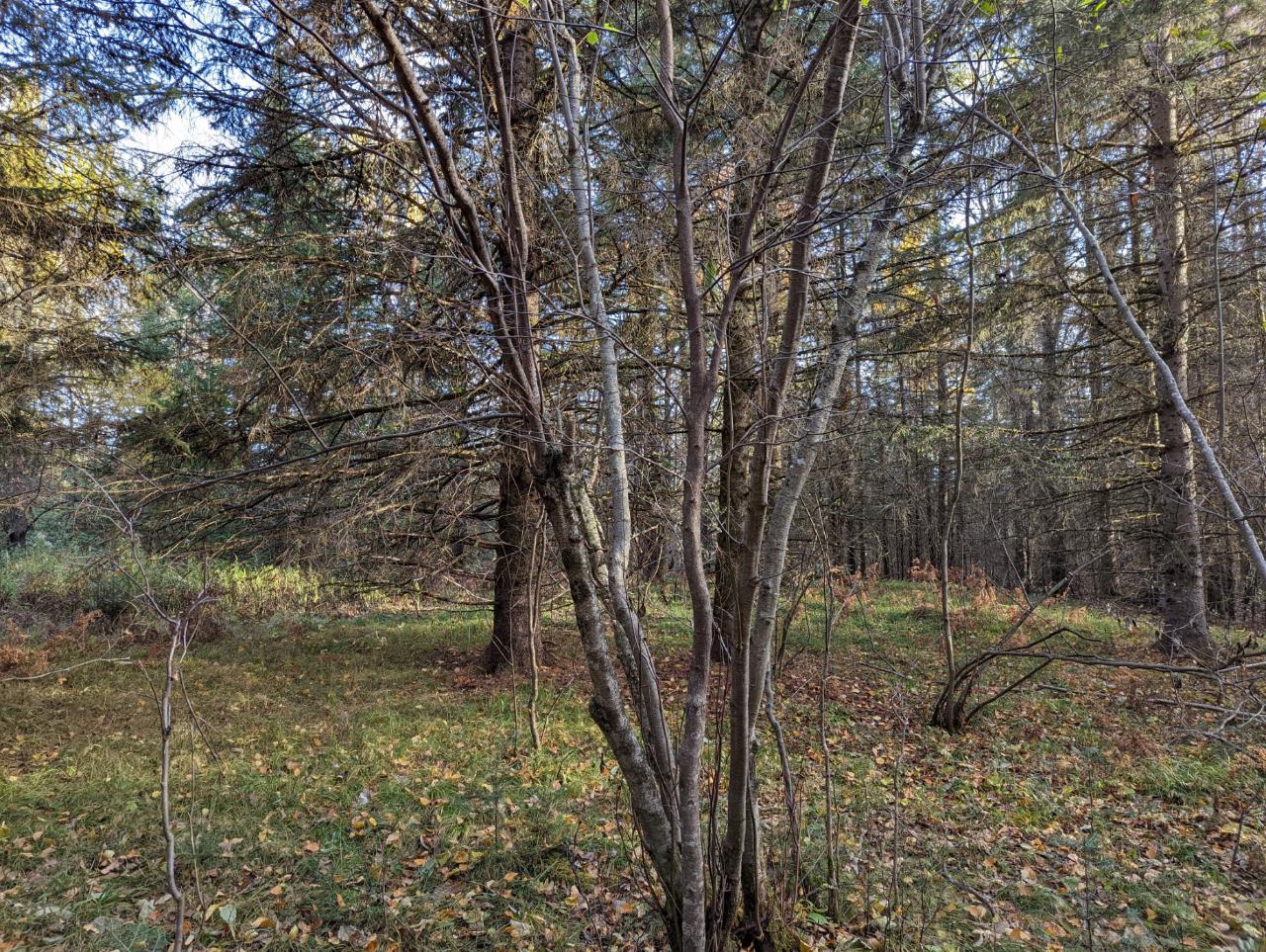 0 East Wilson Flowage Road Phillips, WI 54555 - Photo 11 of 39 Gallery Image 11