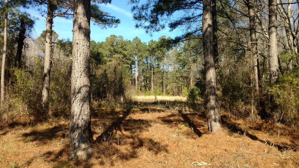 223 Olmstead Lane Appling, GA 30802 - Photo 2 of 14 Gallery Image 2