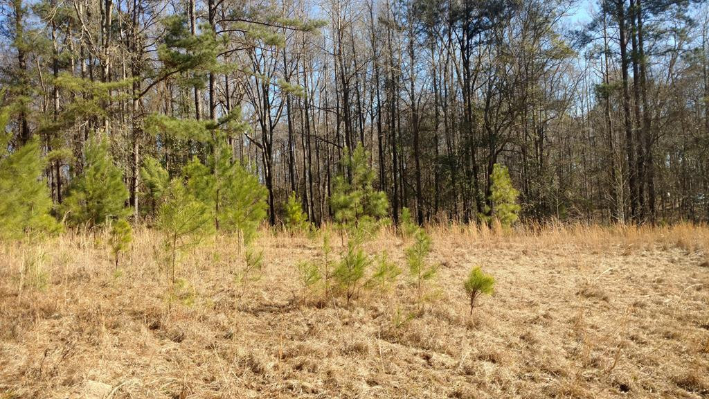 223 Olmstead Lane Appling, GA 30802 - Photo 8 of 14 Gallery Image 8