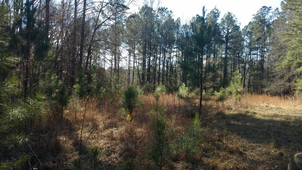 223 Olmstead Lane Appling, GA 30802 - Photo 9 of 14 Gallery Image 9