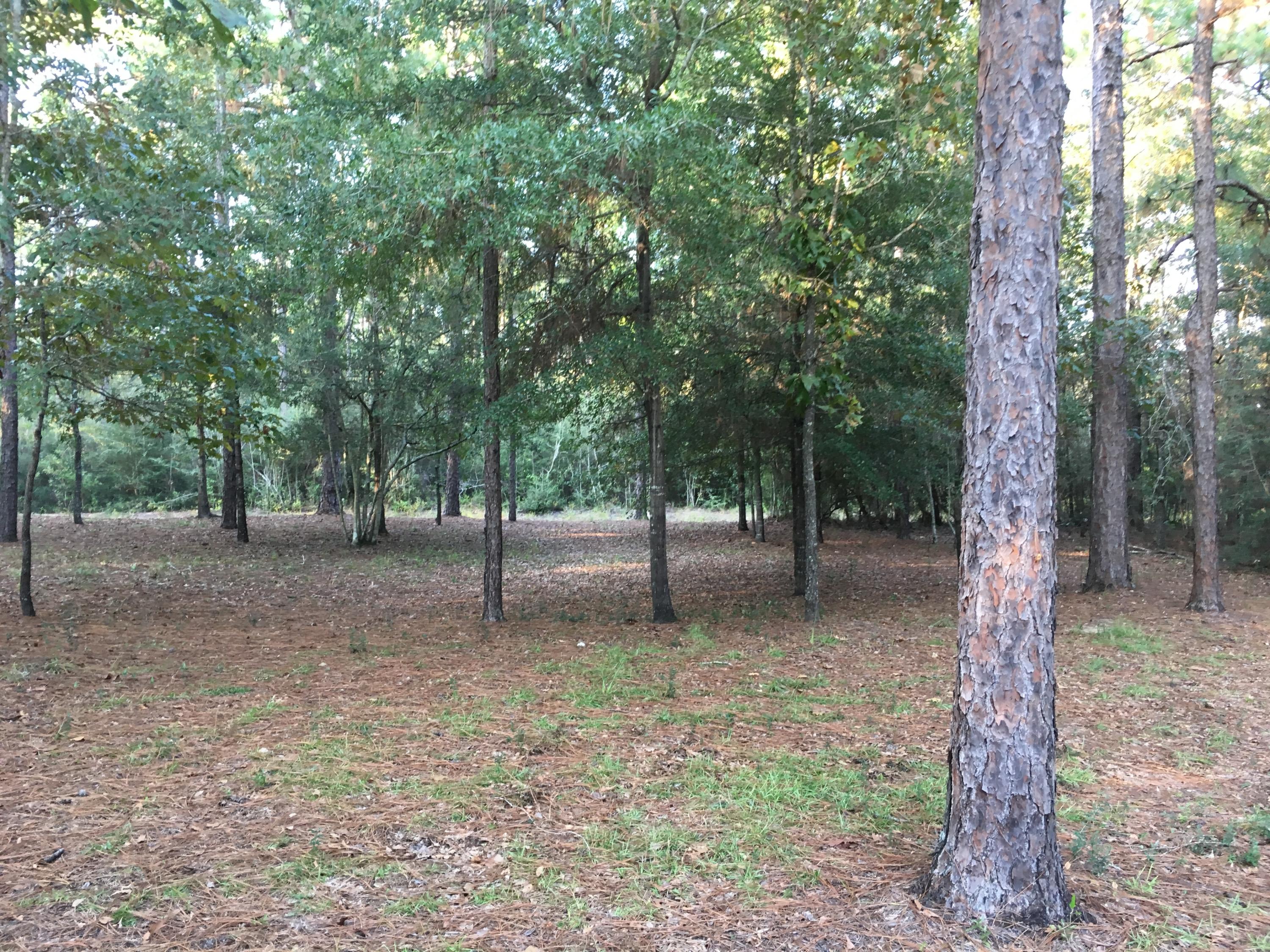 6135 Holloway Road Baker, FL 32531 - Photo 3 of 23 a view of outdoor space and trees