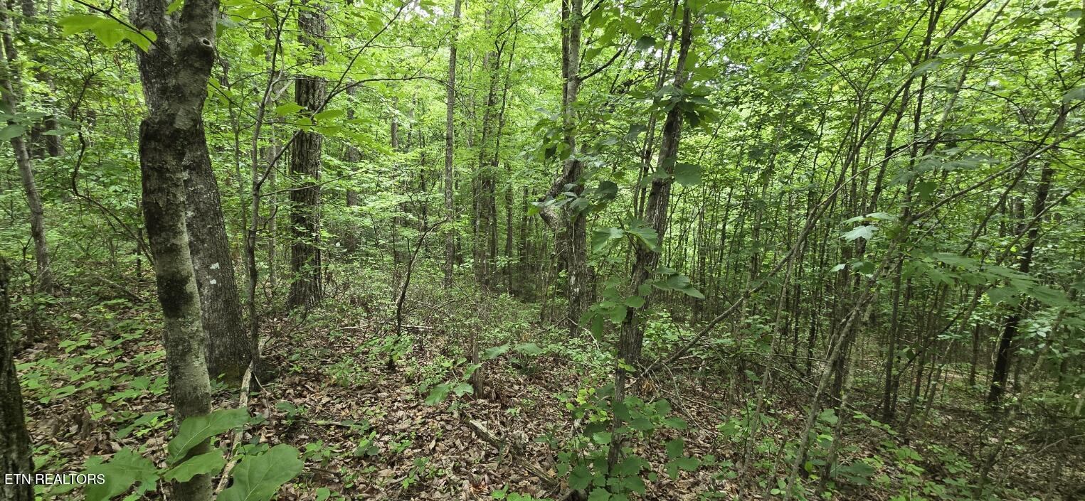 Lot 48-49 Bear Creek Road Oneida, TN 37841 - Photo 11 of 16 20260612_142900
