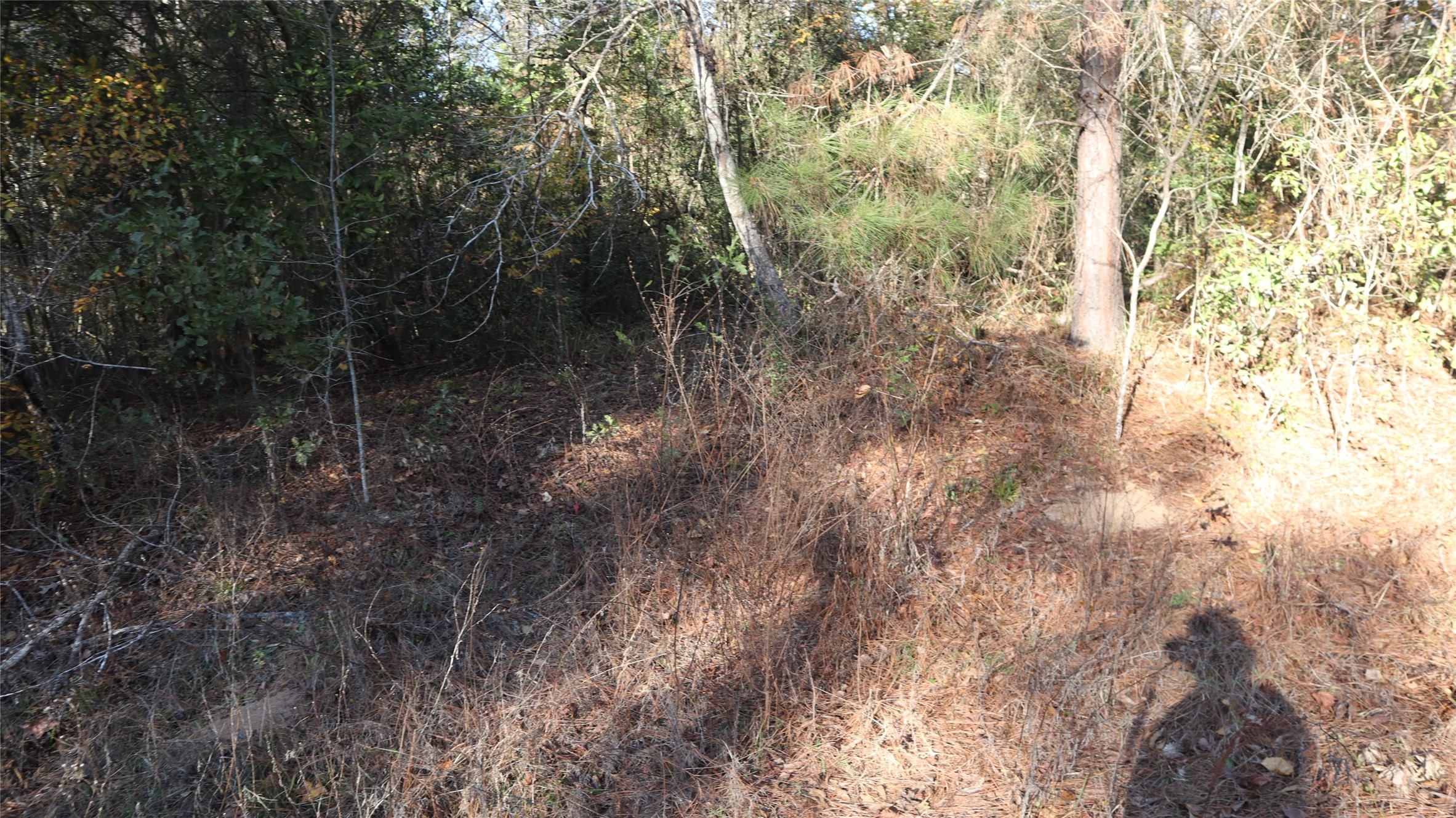0 Pin Tail Drive Coldspring, TX 77331 - Photo 2 of 7 a view of a forest with trees in the background
