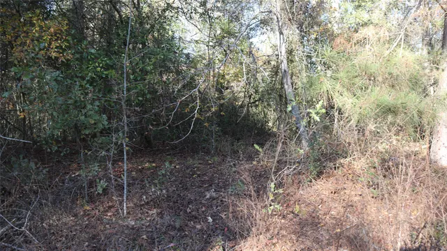 a view of a forest with trees in the background
