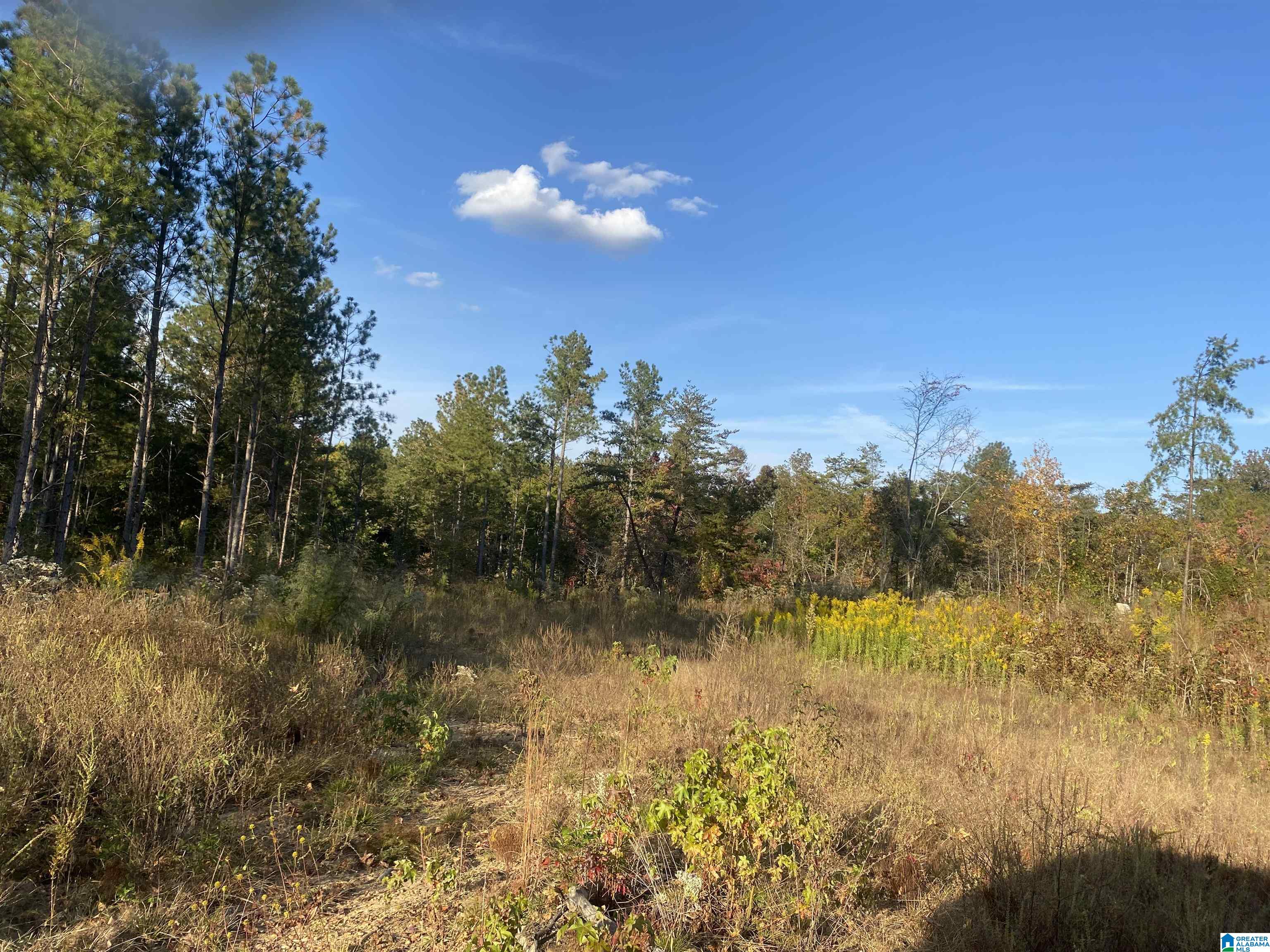 0 Frost Road, Unit 100 / ACRES Springville, AL 35146 - Photo 13 of 60