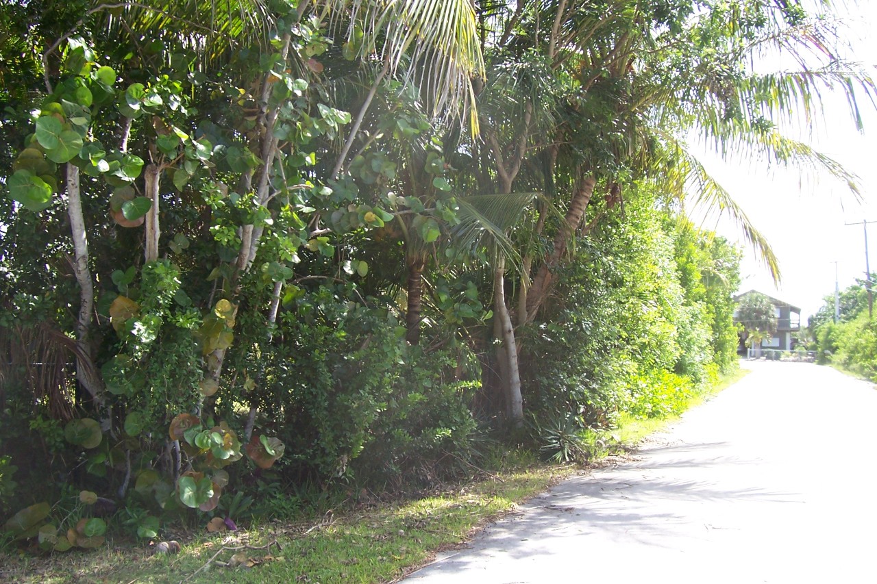 1135 Warner Road Summerland Key, FL 33042 - Photo 2 of 13 Gato Road side