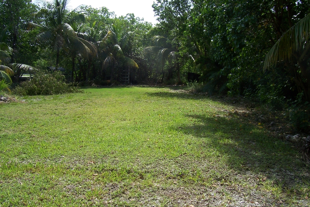 1135 Warner Road Summerland Key, FL 33042 - Photo 3 of 13 Cleared area surrounded by tropical tree