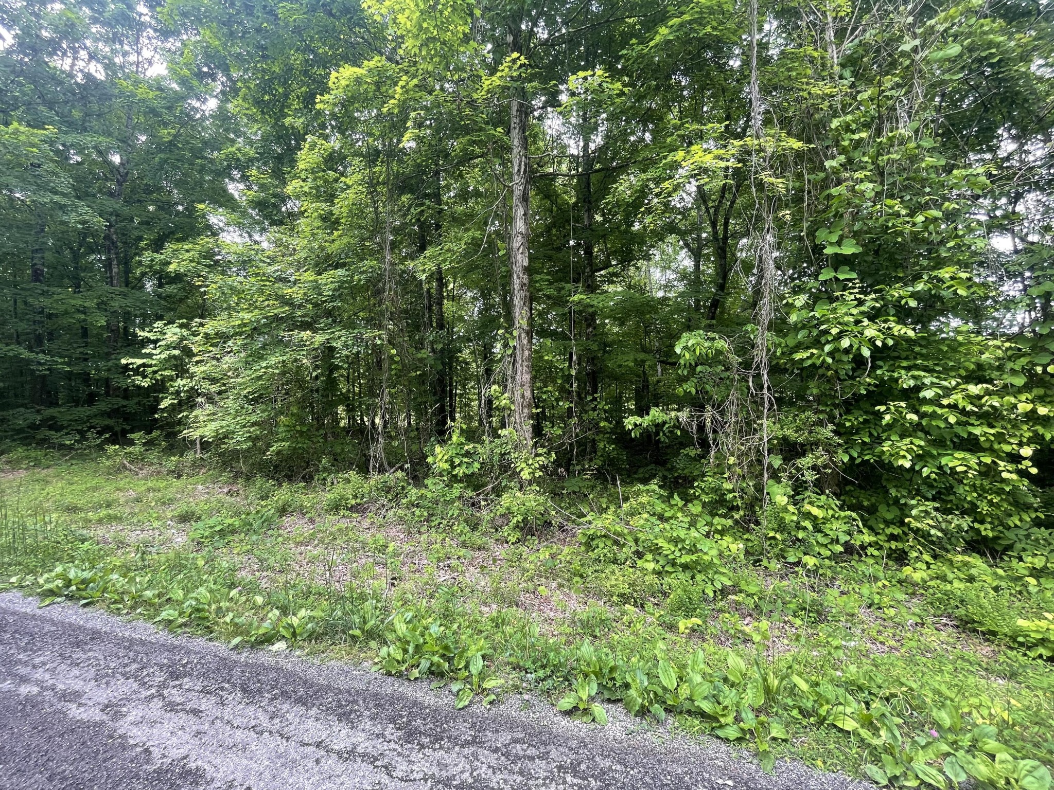 0 Co Road Decatur, TN 37322 - Photo 2 of 3 Gallery Image 2