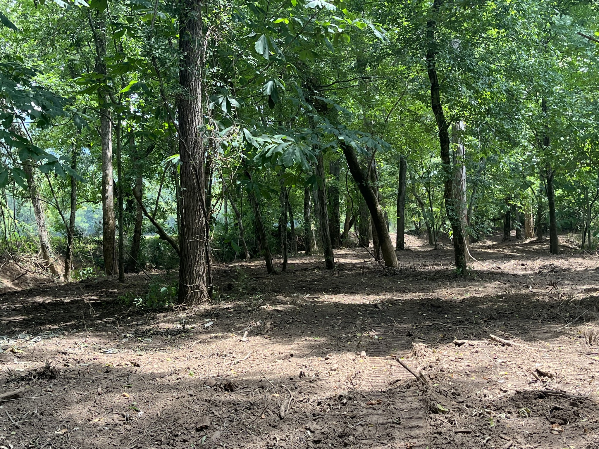 0 Hills Creek Road McMinnville, TN 37110 - Photo 13 of 16 a view of a tree in the middle of a yard