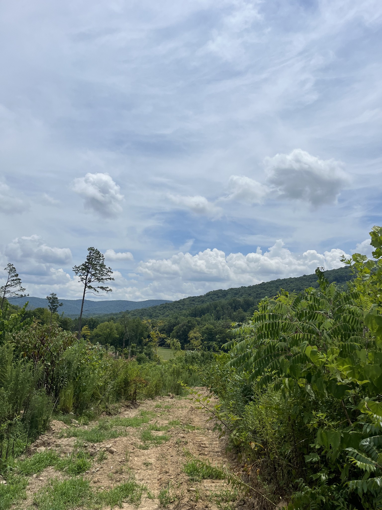 0 Hills Creek Road McMinnville, TN 37110 - Photo 16 of 16 a view of a pathway with a yard